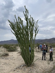 Fouquieria splendens