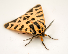 Apantesis incorrupta