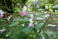 Impatiens balfourii