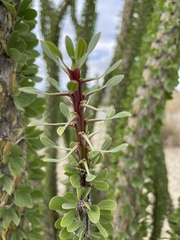 Fouquieria splendens