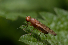 Opomyza