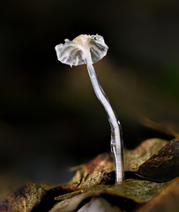 Mycena guzmanii