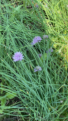 Allium schoenoprasum