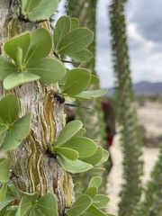 Fouquieria splendens