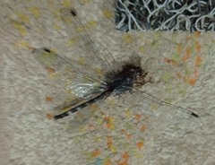 Bradinopyga geminata