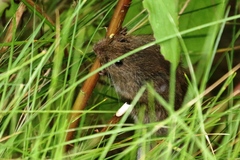 Microtus pennsylvanicus