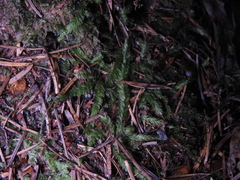 Plagiothecium undulatum