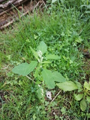 Chenopodium