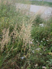 Axyris amaranthoides