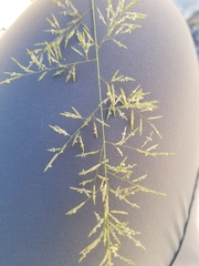 Eragrostis lehmanniana