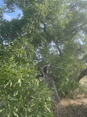 Populus angustifolia