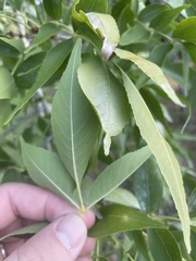 Populus angustifolia