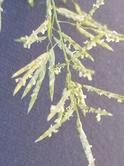 Eragrostis lehmanniana