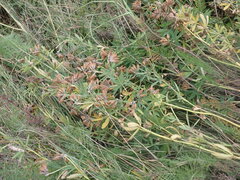 Trifolium lupinaster