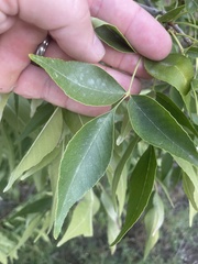 Populus angustifolia