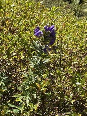 Aconitum napellus