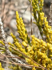 Arceuthobium littorum