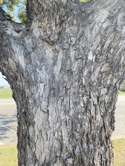 Carya illinoinensis