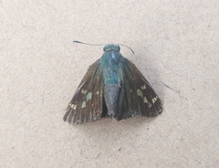 Oxynthes corusca