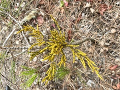 Arceuthobium littorum