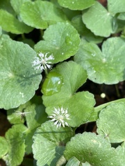Hydrocotyle leucocephala