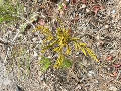 Arceuthobium littorum