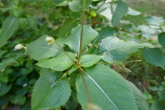 Impatiens balfourii