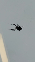 Larinioides sclopetarius
