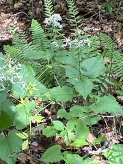 Eurybia divaricata