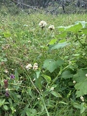 Persicaria sagittata