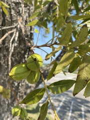 Carya illinoinensis