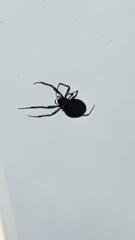 Larinioides sclopetarius