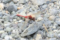 Sympetrum internum