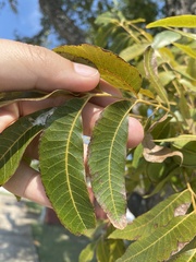 Carya illinoinensis