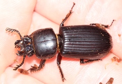 Odontotaenius
