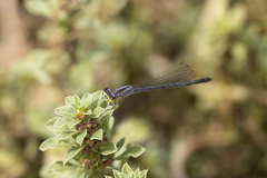 Ischnura perparva