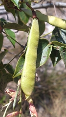 Camptosema coriaceum