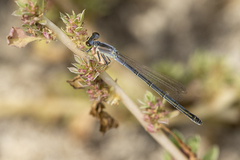 Ischnura perparva