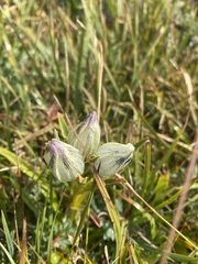 Gentiana algida