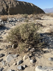 Cylindropuntia ramosissima