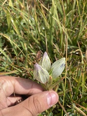 Gentiana algida
