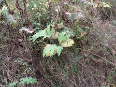 Heracleum dissectum