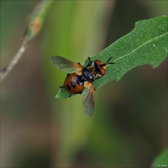 Gymnosoma