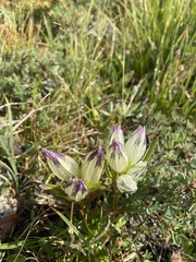 Gentiana algida