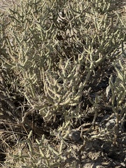 Cylindropuntia ramosissima