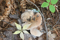 Lactarius pubescens