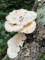 Laetiporus sulphureus