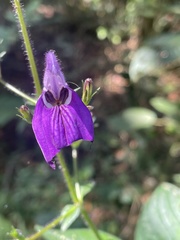 Brillantaisia