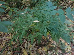 Urtica cannabina