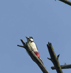 Dendrocopos major